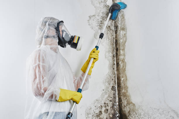 Mold Removal Process in Kings Beach, CA