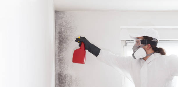 Best Office Mold Removal Services  in Kings Beach, CA