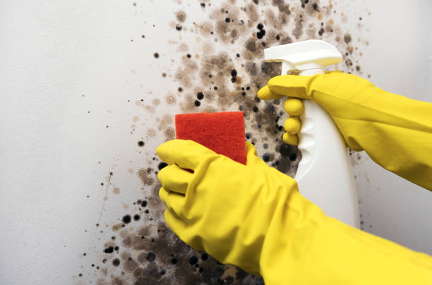 Best Mold Removal Process  in Kings Beach, CA