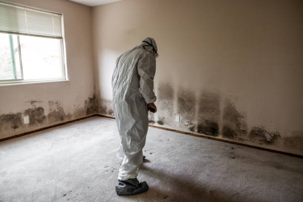 Best Emergency Mold Removal  in Kings Beach, CA