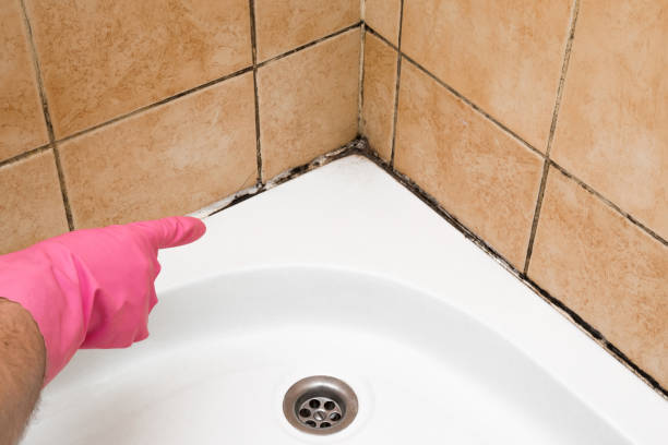 Best Local Mold Removal Service  in Kings Beach, CA